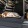 Guía para Viajar con Mascotas en Coche: Seguridad y Consejos Prácticos